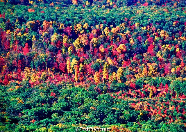 Red Orange Yellow Green Trees.jpg